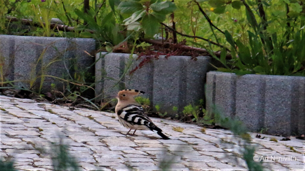 Harjalintu Eurasian hoopoe 20170128 Portugal