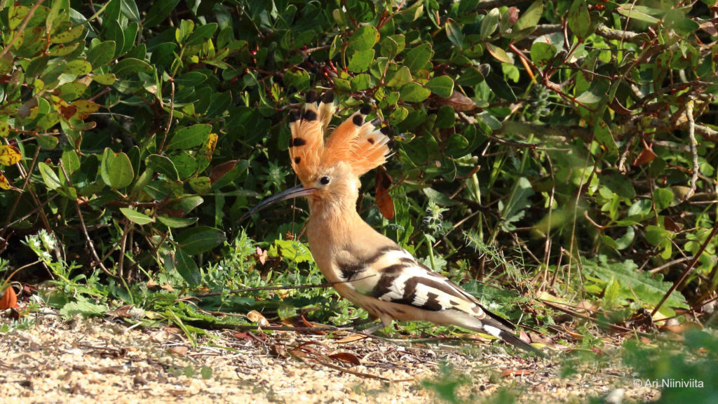 Harjalintu Eurasian hoopoe 20190103 Portugal