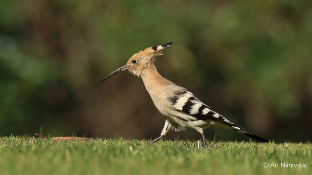 Harjalintu Eurasian hoopoe 20210121 Alvor