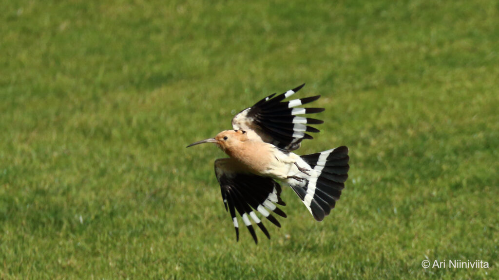 Harjalintu Eurasian hoopoe 20210121 Alvor