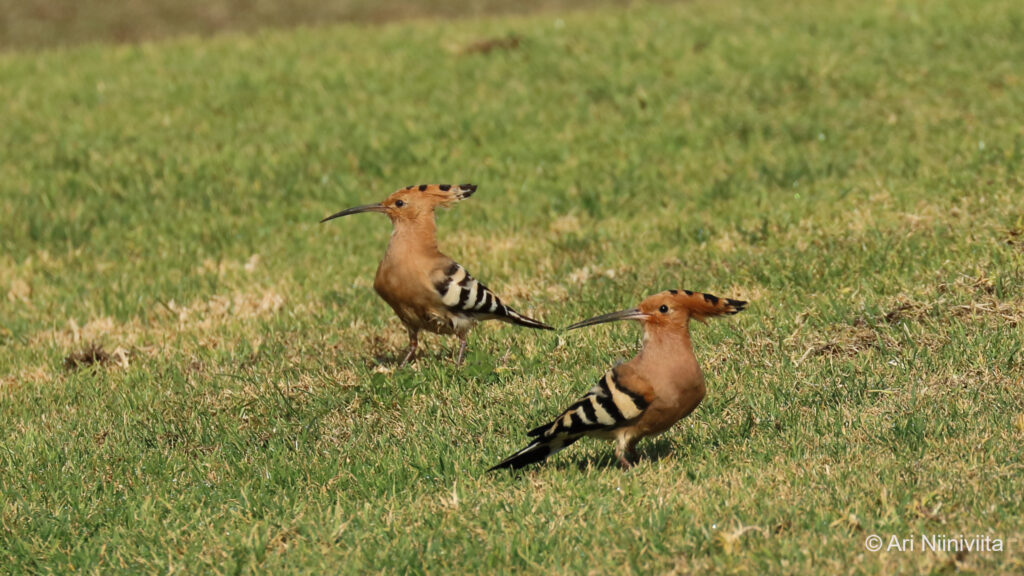 Harjalintu Eurasian hoopoe 20210128 Gramacho