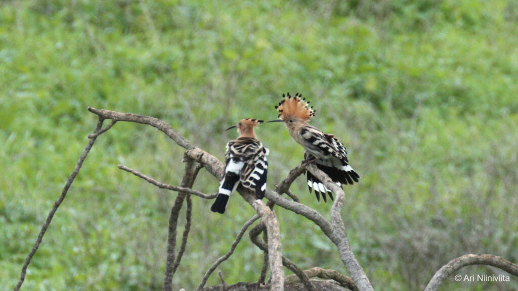 Harjalintu Eurasian hoopoe 20221130 Parchal