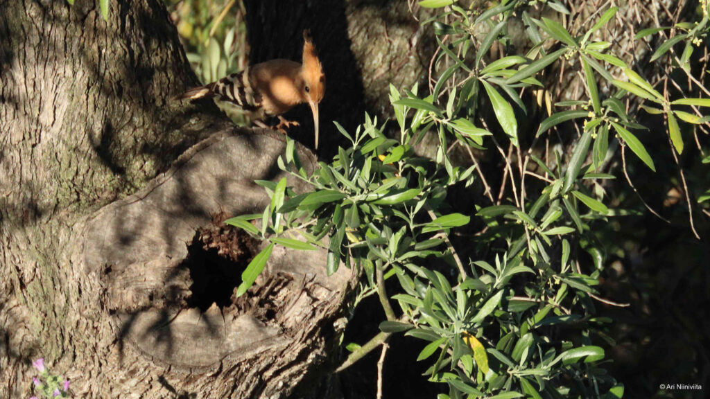 Harjalintu Eurasian hoopoe 20230418 Parchal