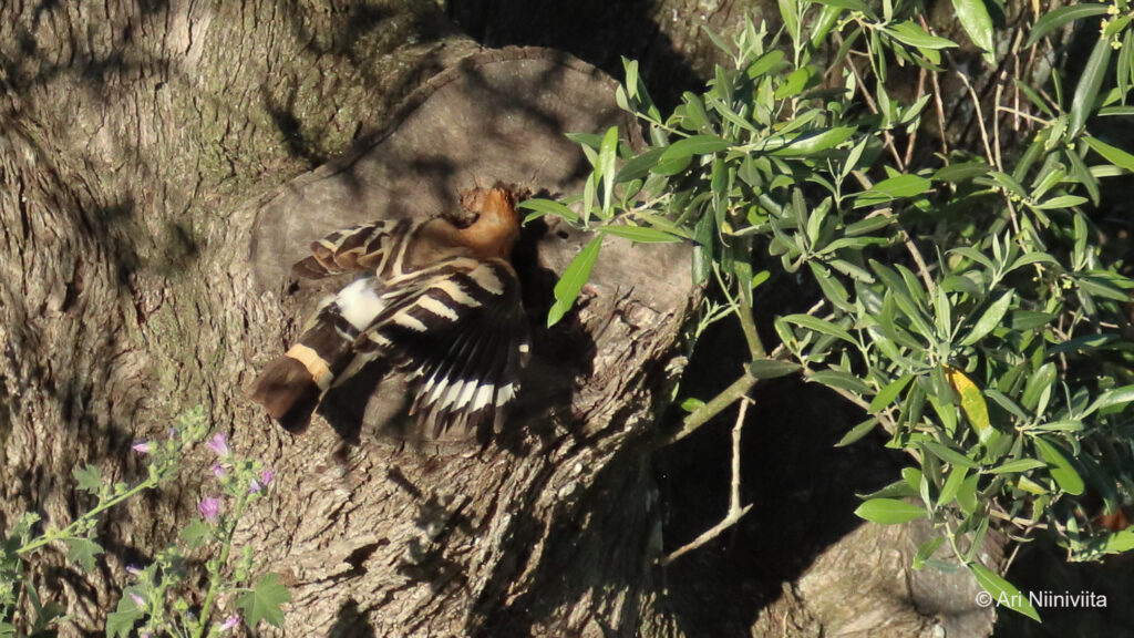 Harjalintu Eurasian hoopoe 20230418 Parchal