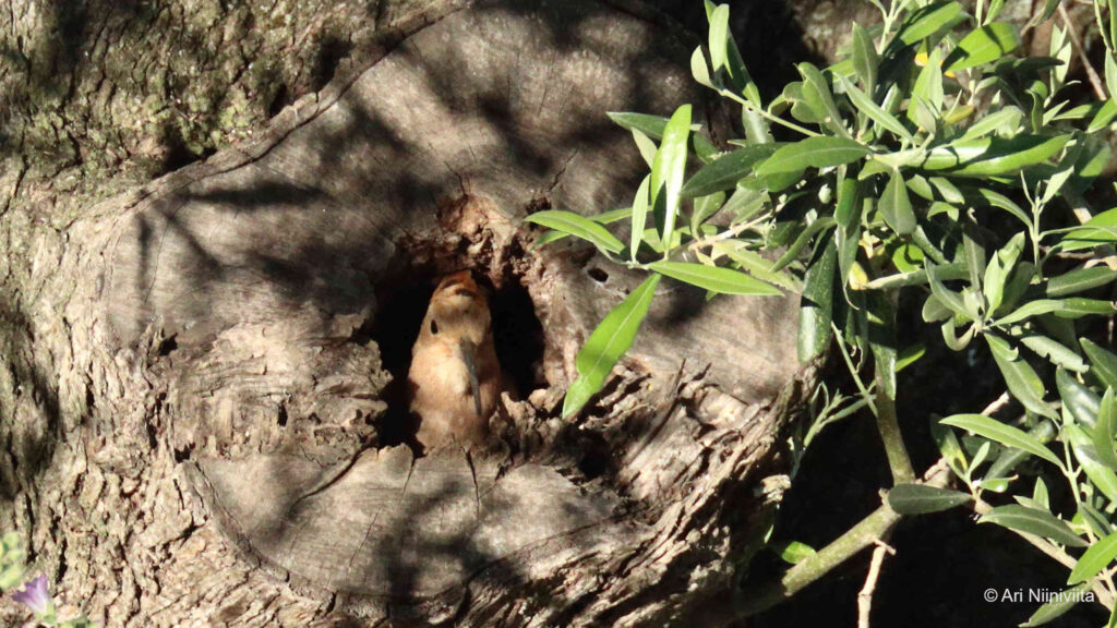 Harjalintu Eurasian hoopoe 20230418 Parchal