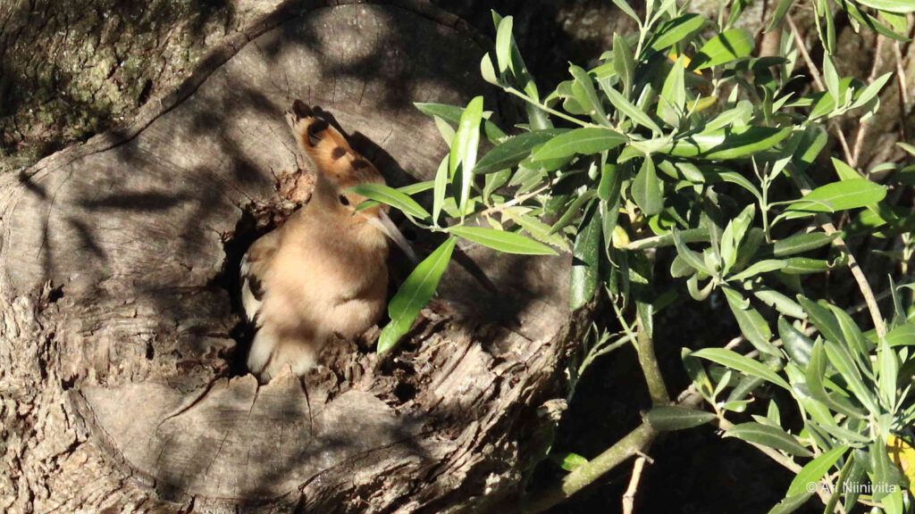 Harjalintu Eurasian hoopoe 20230418 Parchal